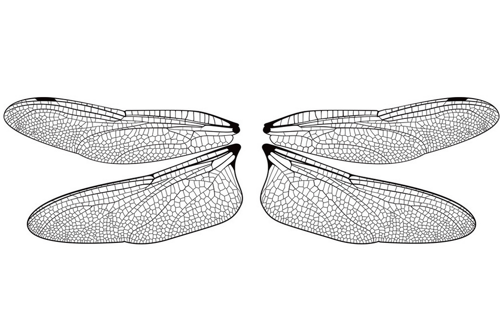 Крылья стрекозы рисунок шаблон