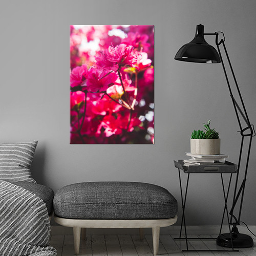 Red Azaleas in Spring by Jay Zhang | Displate
