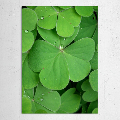 Morning Clover by aRT sKRATCHES | Displate