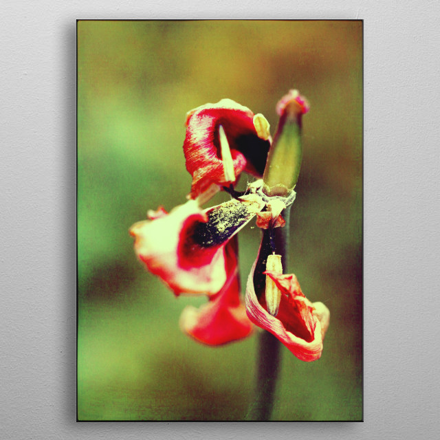 Tulip withered by Rosi Lorz | metal posters - Displate