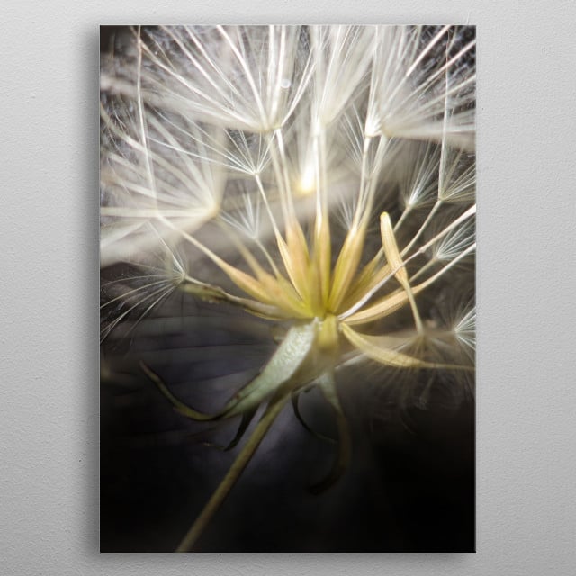 DANDELION FANTASY CB by Claudia Burlager | metal posters - Displate