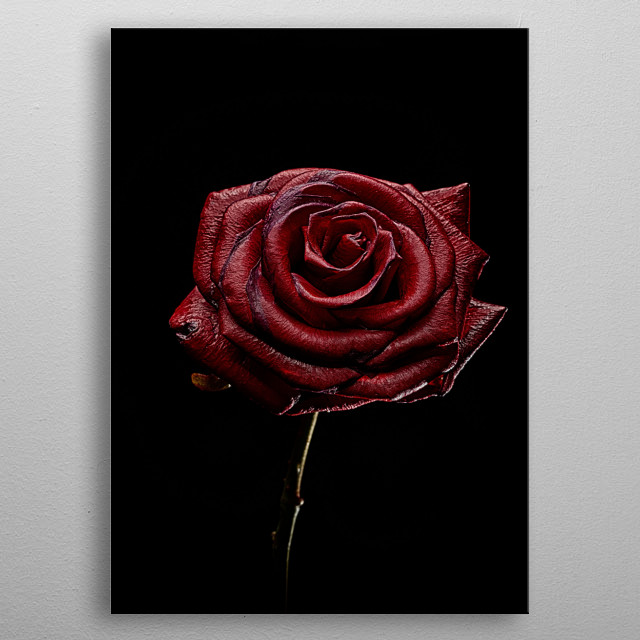 Decay Rose I by Marco Moroni | metal posters - Displate
