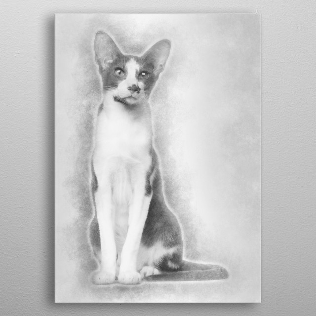 Oriental Shorthair Sitting Animals Poster Print Metal Posters