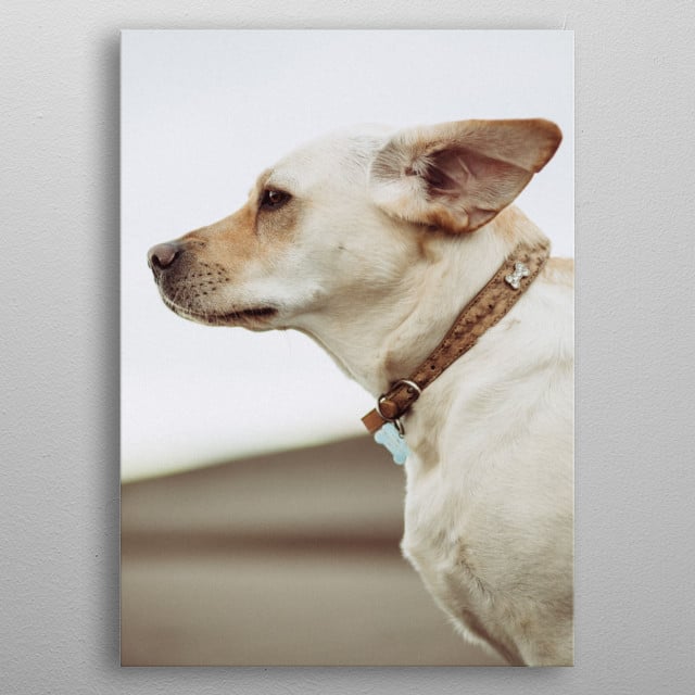 Short Haired White Dog Animals Poster Print Metal Posters Displate