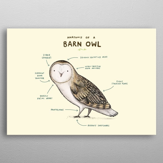 Anatomy Of An Owl Anatomical Charts & Posters