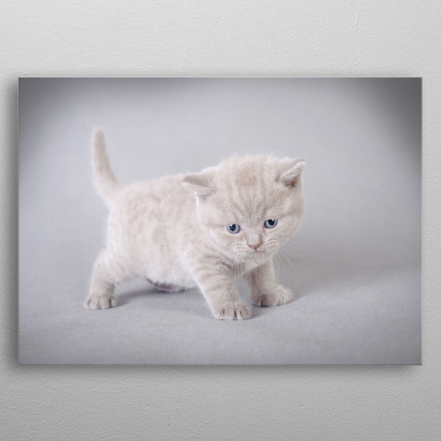 British Shorthair Kitten Animals Poster Print Metal Posters